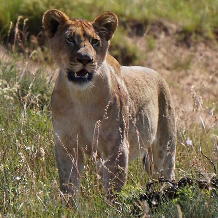 Safari Lodge - محمية أماخالا الطبيعية المظهر الخارجي الصورة