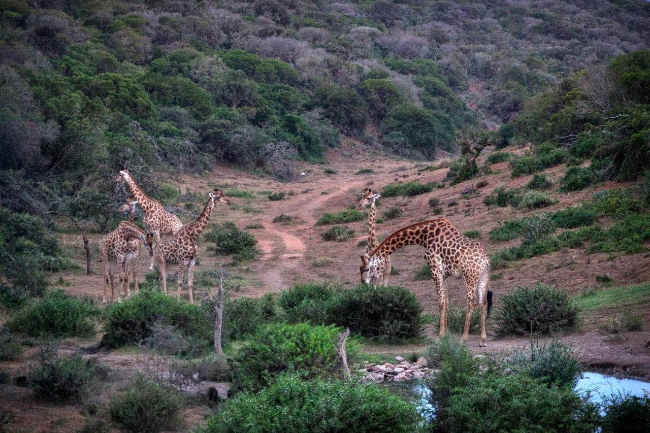 Safari Lodge - محمية أماخالا الطبيعية المظهر الخارجي الصورة