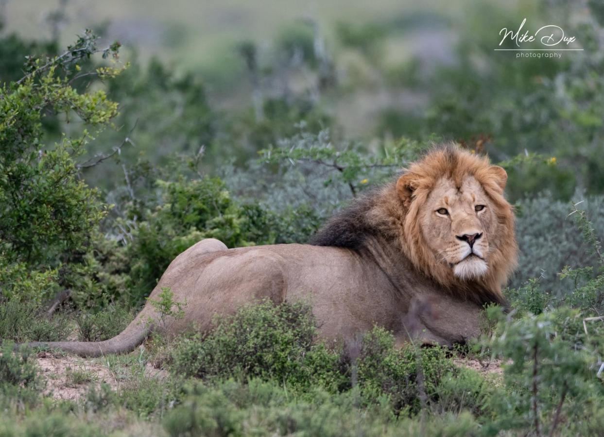 Safari Lodge - محمية أماخالا الطبيعية المظهر الخارجي الصورة