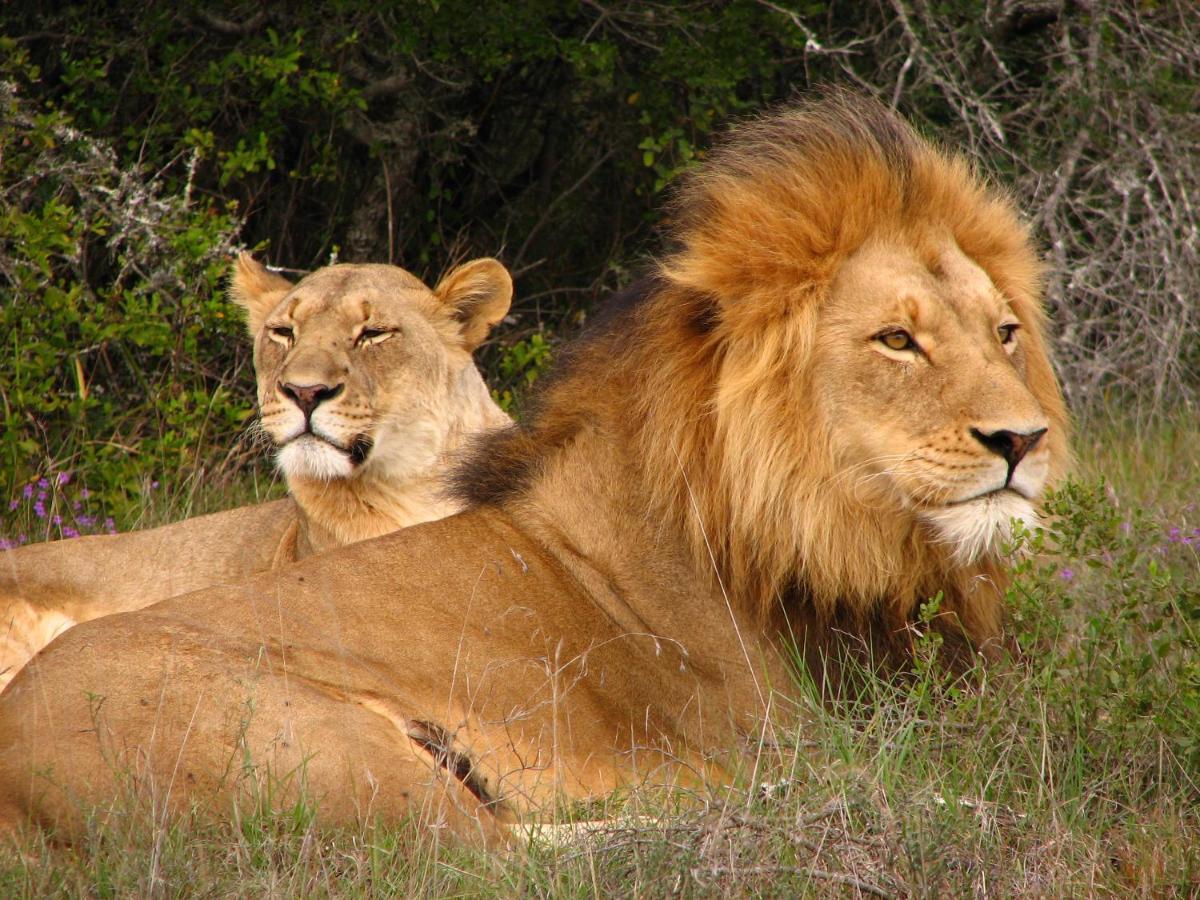 Safari Lodge - محمية أماخالا الطبيعية المظهر الخارجي الصورة