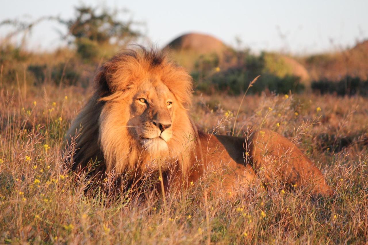 Safari Lodge - محمية أماخالا الطبيعية المظهر الخارجي الصورة