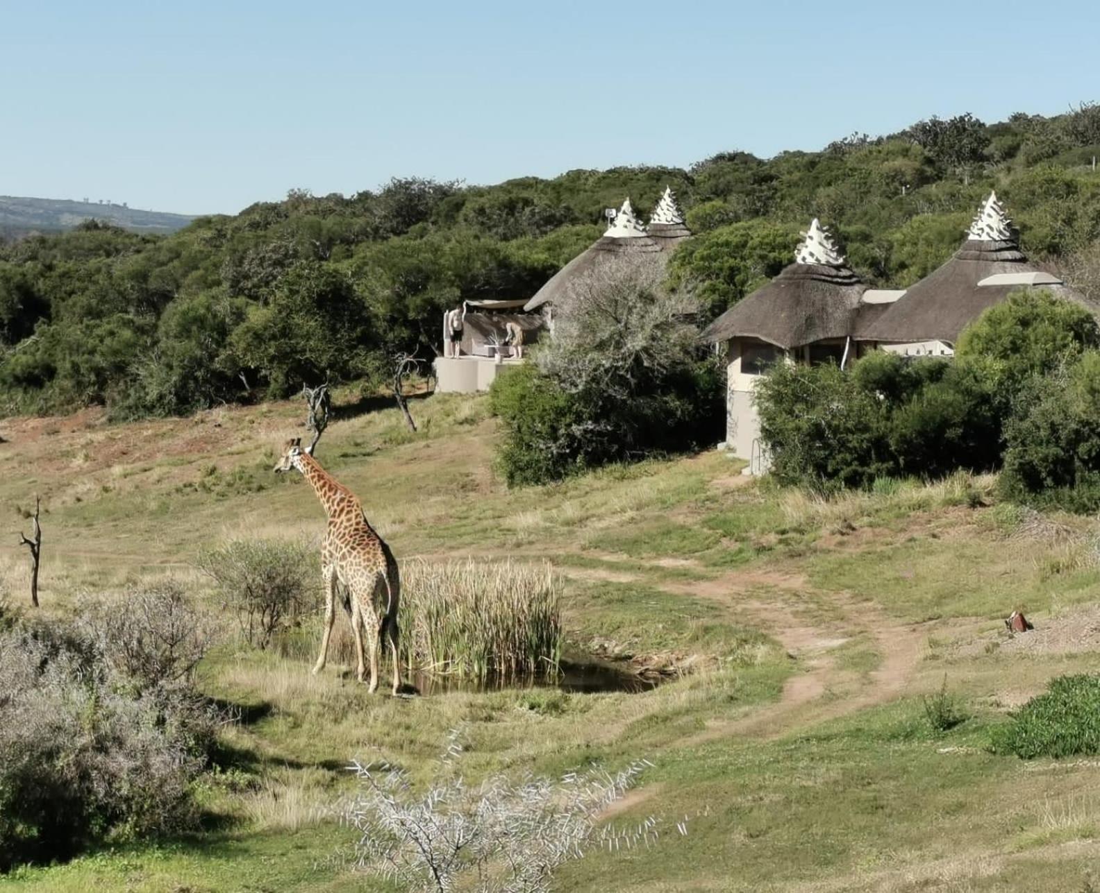 Safari Lodge - محمية أماخالا الطبيعية المظهر الخارجي الصورة