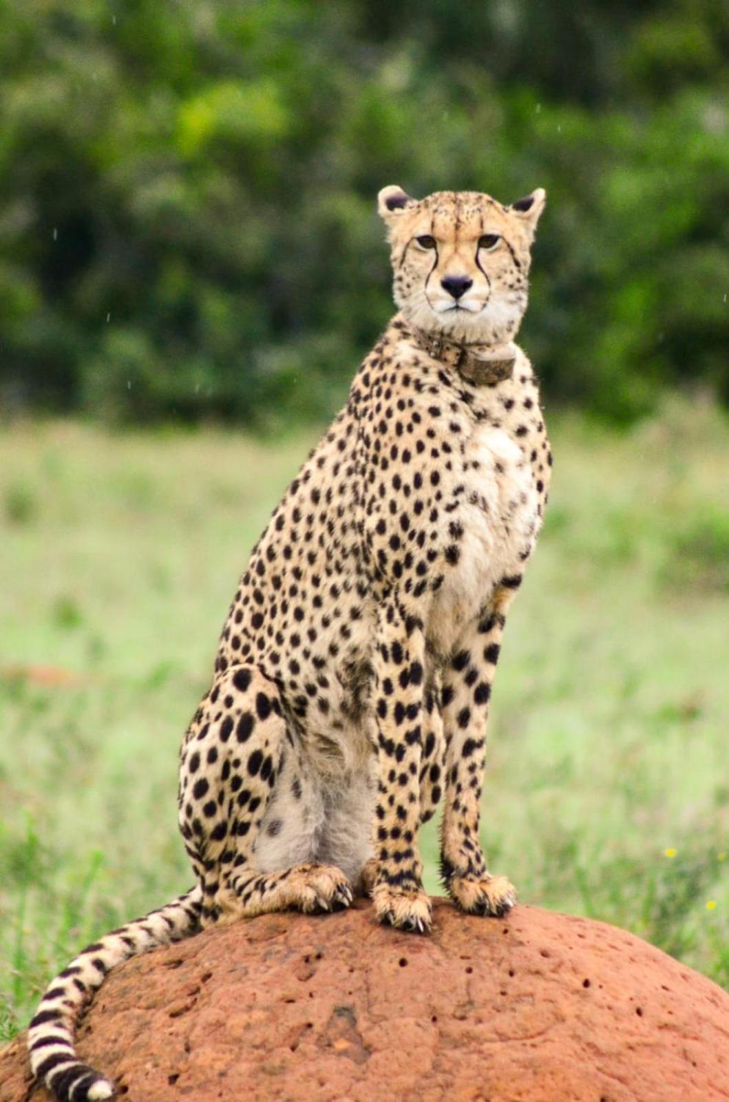 Safari Lodge - محمية أماخالا الطبيعية المظهر الخارجي الصورة